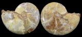 Cut & Polished, Agatized Ammonite Fossil - Jurassic #53786-1